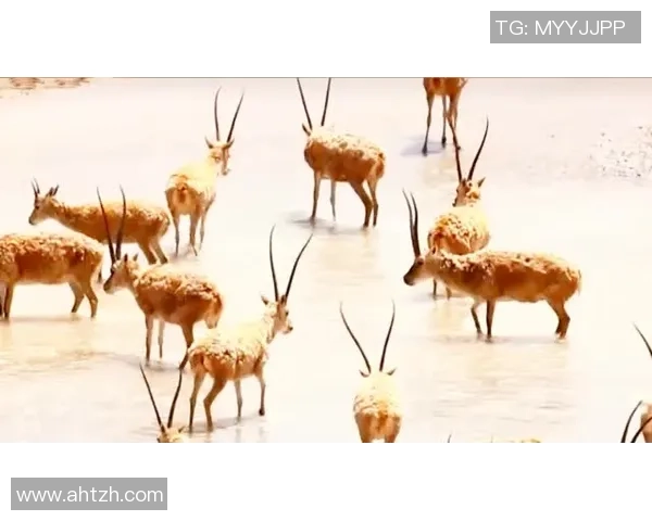 足球明星小鹿的传奇故事与辉煌成就揭秘